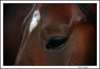 Hästens öga